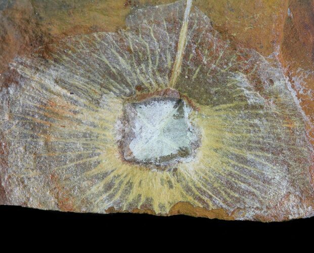 Fossil Juglandaceae (Winged Walnut) Fruit - North Dakota #65807